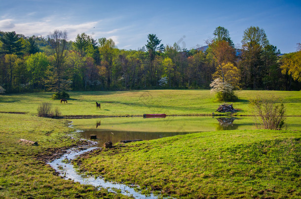 小溪和池塘在弗吉尼亚州的农村雪兰多山谷