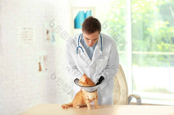 兽医医生和兽医诊所的猫