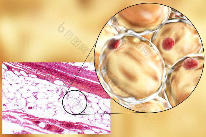 脂肪细胞、 显微图像和 3d 图