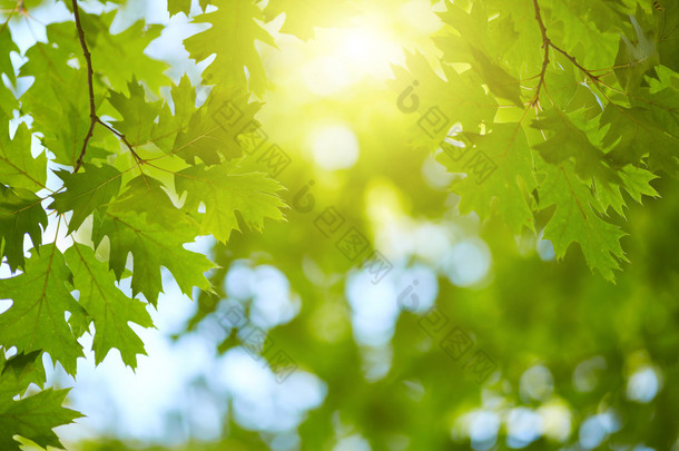 新鲜的绿叶背景。阳光穿过树