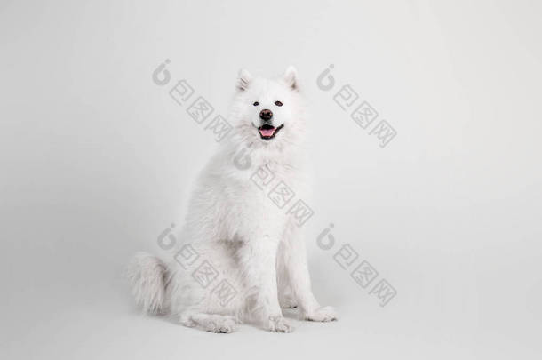美丽的白雪公主萨摩耶德犬在白色背景上