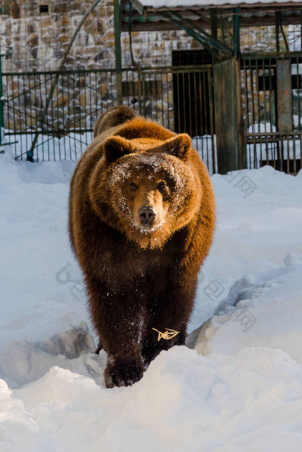 棕色的熊圣所中玩雪的肖像
