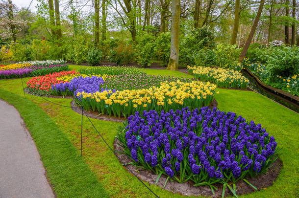 新鲜的早春粉色、 紫色、 白色风信子灯泡。库肯霍夫公园，Lisse，荷兰，荷兰风信子的花坛
