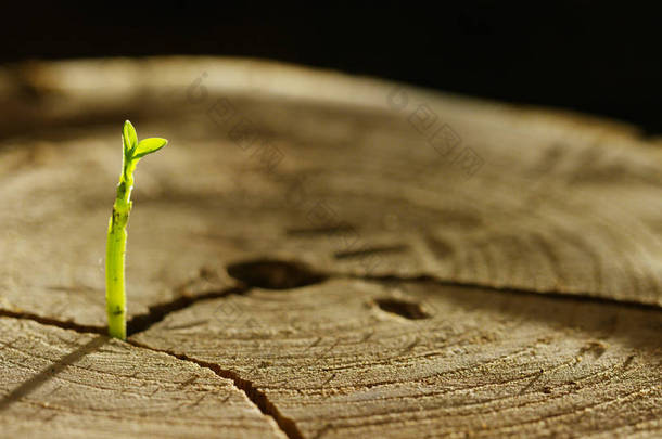 在一个湿的<strong>树</strong>桩上还有新的萌芽与生活，一个神奇的气氛，在黑暗的地球，一个概念的背景︰ 拯救星球、 新生活、 生态、 生物、 爱、 传统、 环境、 未来的人们.