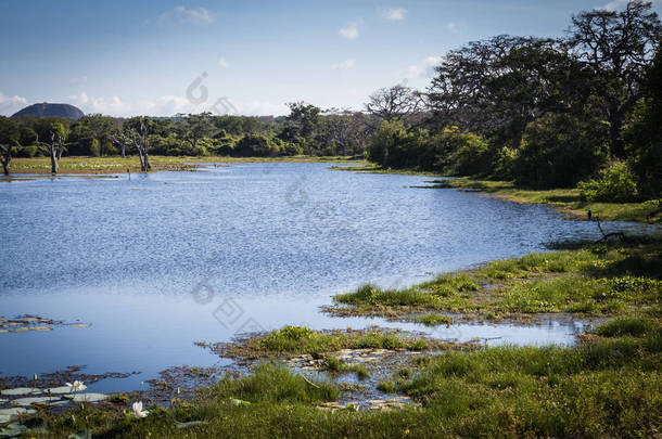湖在斯里兰卡亚拉国家公园