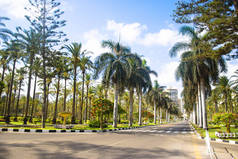 在夏天棕榈树在道路附近