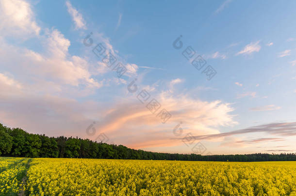 多云的天空，在金黄色的植物，日落之后油菜田