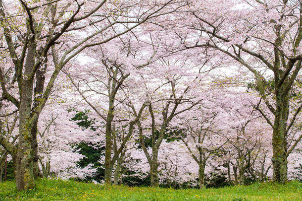 盛开<strong>的樱花的樱花</strong>树 