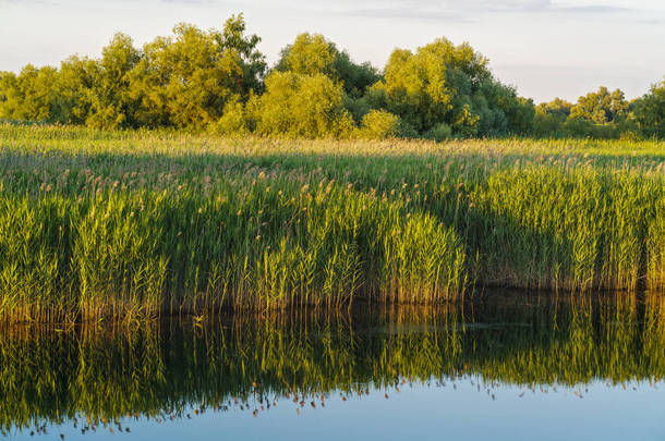 景观用水和植被在多瑙河三角洲，罗马尼亚