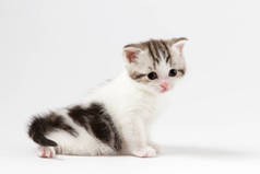 可爱的苏格兰直小猫双色发现坐在白色背景下的肖像