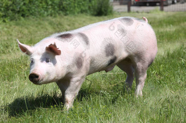 Pietrian 小猪在草地上一边查看照片