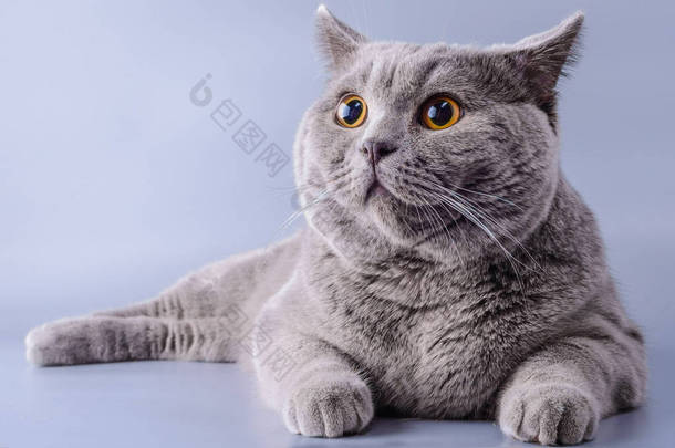 漂亮的灰色英国短发猫<strong>躺着看</strong>走上紫色背景孤立