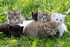 草丛中的一群小猫咪