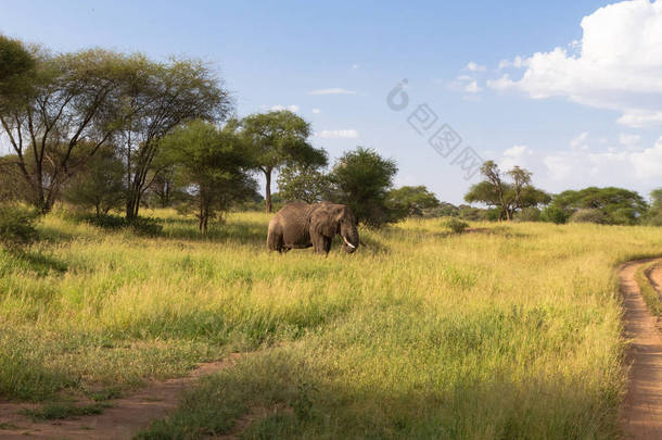 与大象在绿色的草原景观。坦桑尼亚的塔兰吉雷