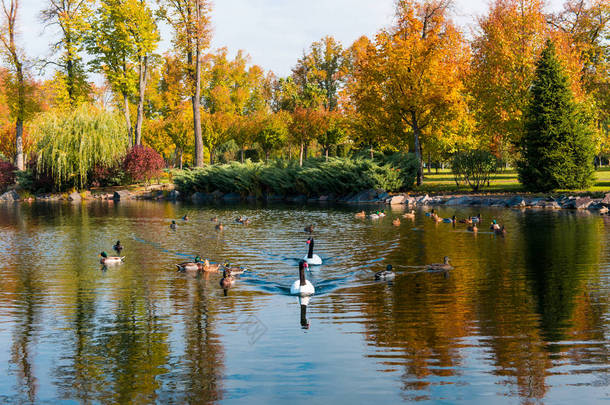 秋季景观的一个池塘