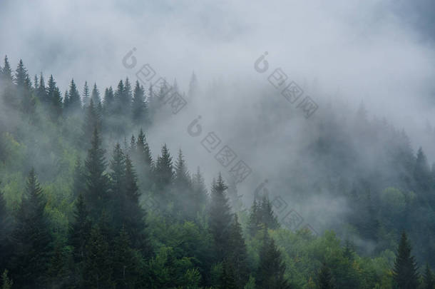 坐落在山坡上景观与杉木在雾中斯瓦涅季, 