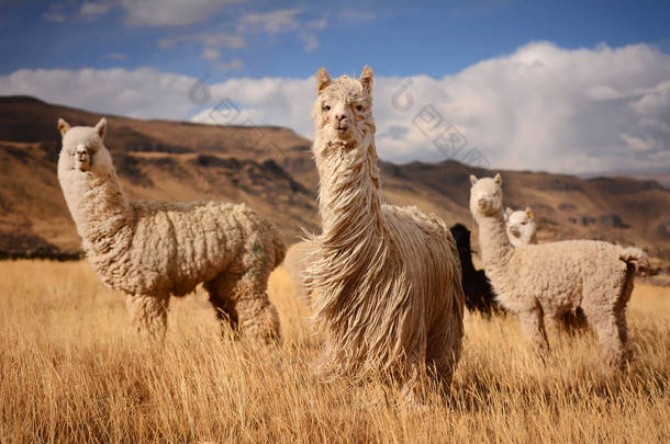 在安第斯<strong>山脉</strong>，秘鲁的羊驼