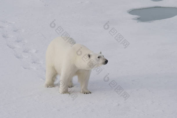 北极熊在冰上行走.
