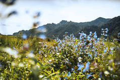 Tiltshift 景观与蓝色花朵和阿尔泰山