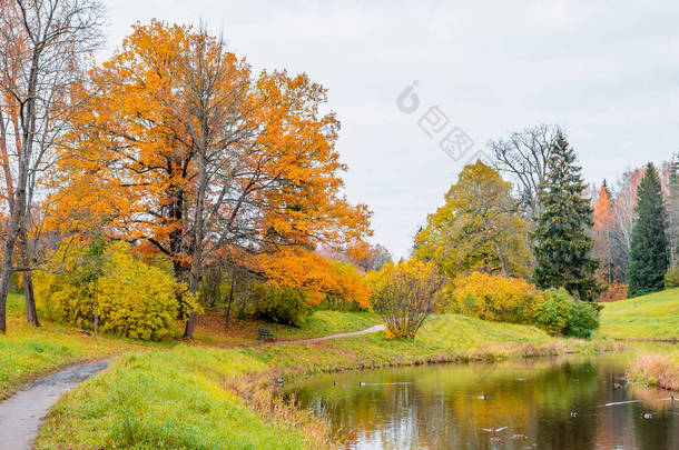 在湖森林景观秋季景观反映了