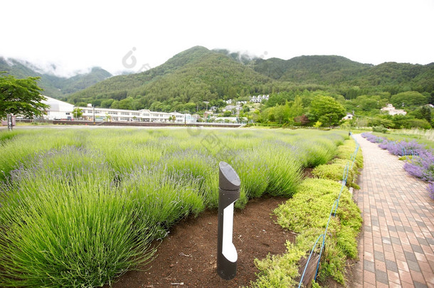 薰衣草田地的美丽细节. 