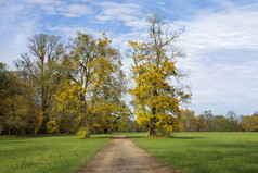 秋天的风景, 在蓝天下的树木之间的路径