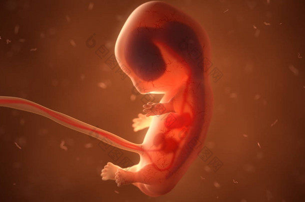 人体胎儿内脏器官, 3d 插图