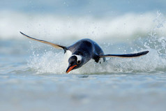 巴布亚企鹅在大西洋的福克兰群岛海岸潜水