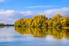 秋天的风景。河和河河岸与黄色树。河岸上的柳树和白杨树