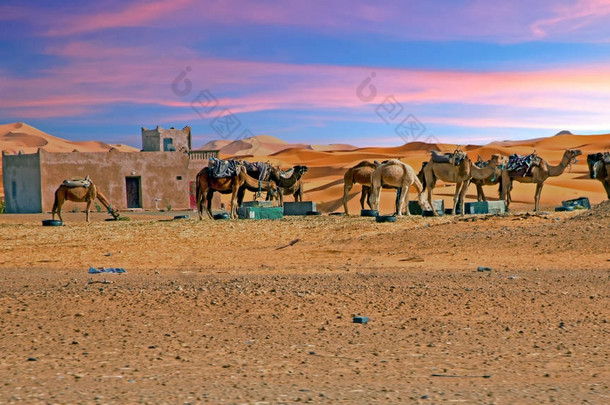 来自摩洛哥非洲撒哈拉大沙漠的骆驼