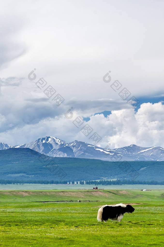 山风景与牦牛在前景, 蒙古