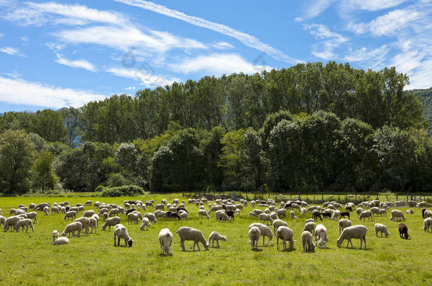 羊群放牧在绿色的草地瑞士