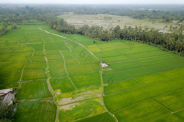 稻田, 棕榈树, 走到远方的路。一个孤零零的小房子站在田野里。巴厘岛岛。从空中拍摄的。具有复制空间的顶部视图