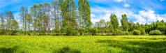 草, 田野和树木的花朵, 绿色的春天全景