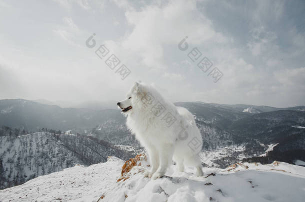 美丽的<strong>白色</strong>萨摩耶狗在室外
