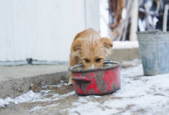 无家可归的狗在冬天吃碗里的食物