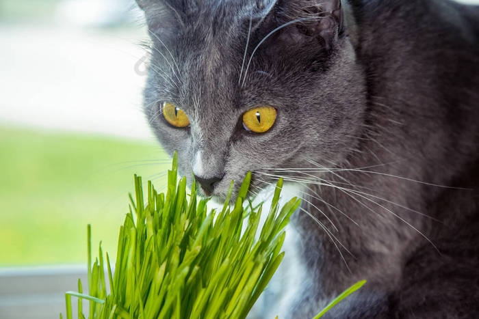 猫-发芽燕麦所需的维生素。绿草在花盆里。猫吃草有用。猫灰色，芳草绿。背景-木制的黑暗的董事会。发芽的燕麦是有用的猫