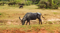 野生水牛 (水牛 arnee) 在草地上觅食。亚拉本土