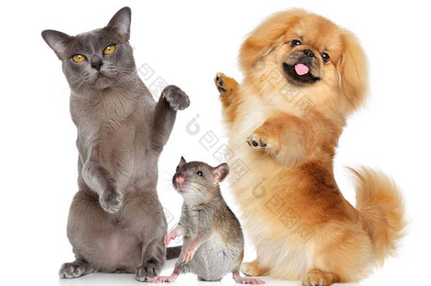 跳舞的宠物缅甸猫, 哈巴狗狗和老鼠在白色免费植物. 
