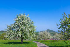 盛开的梨树和樱桃树
