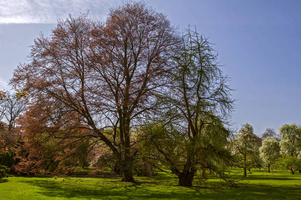 风平浪静阳光明媚的一天, 春天公园里的老大树。春天的季节。生命之树.