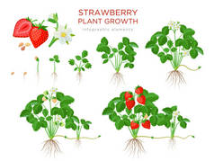 草莓植物生长阶段，从种子、幼苗、开花、结实果到成熟的红色果实植物- -一组植物学图解，平面设计中的信息元素，在白色上被分离出来