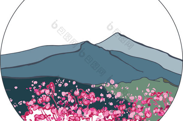 韩国的风景。韩国山。在山上盛开的杜丽花。奇里桑山