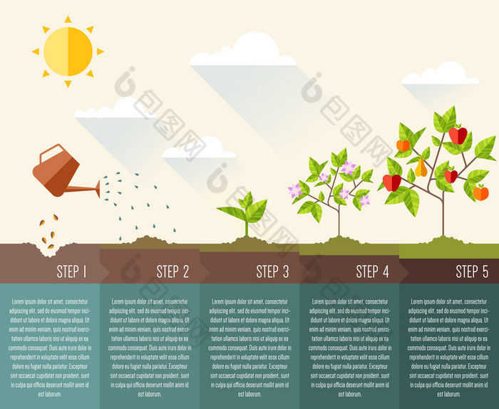植物生长的步骤.
