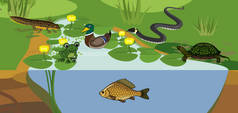  不同动物（鸟类、爬行动物、鱼类、两栖动物）在其自然栖息地的池塘生物保护区