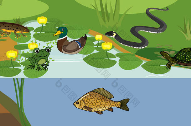  不同动物（鸟类、爬行动物、鱼类、两栖动物）在其自然栖息地的池塘生物保护区