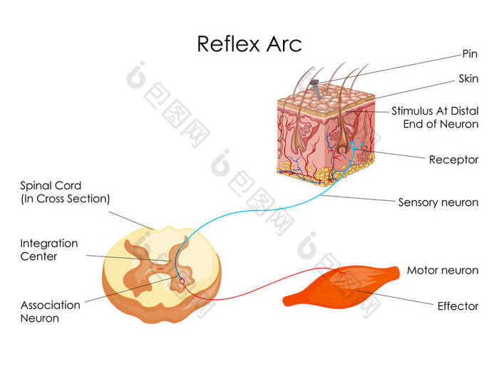 反射弧图生物学教育图