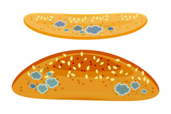 面包或面包面包上的一组模子,在白色背景上隔离.变质发霉的食物。坏了的不能吃的发霉的老面包。别再吃了日期前最好的已经过期很久了。种群矢量说明图片