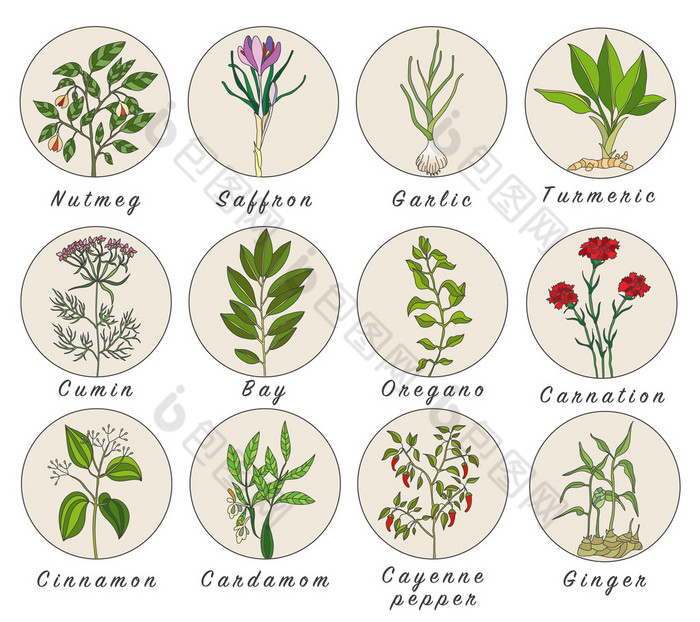 组的香料、 香草和铁皮石斛植物图标。愈合的植物