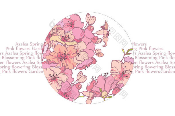 春天开花的杜鹃花。韩国粉红色杜鹃花的开花。杜鹃花的郁郁葱葱的花序。f花园
